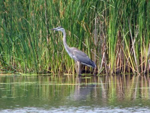 New Viewing Platform At Prairie Wolf Slough » Powered By Birds