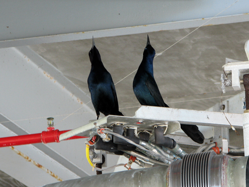 Gantry Grackles